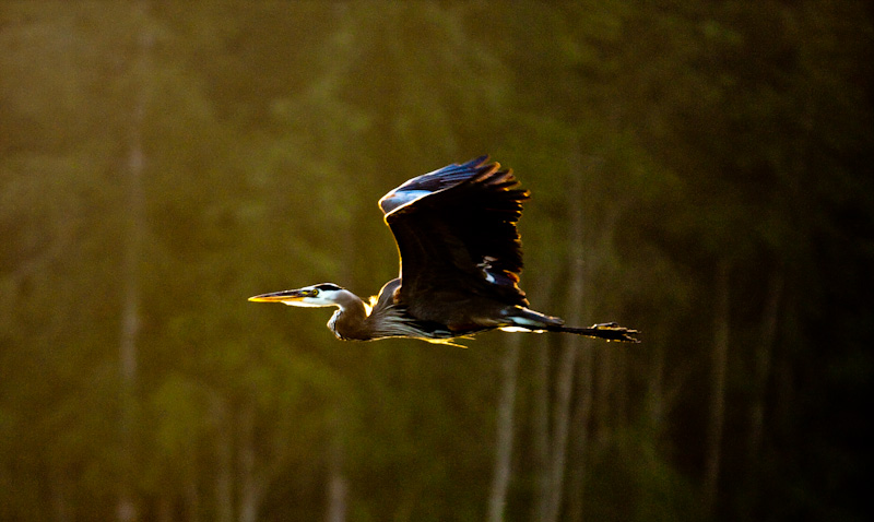 Great Blue Heron In Flight